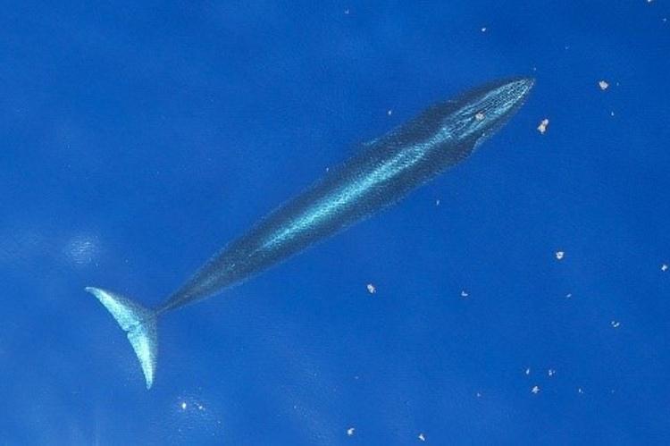 Rorcual del Golfo de México