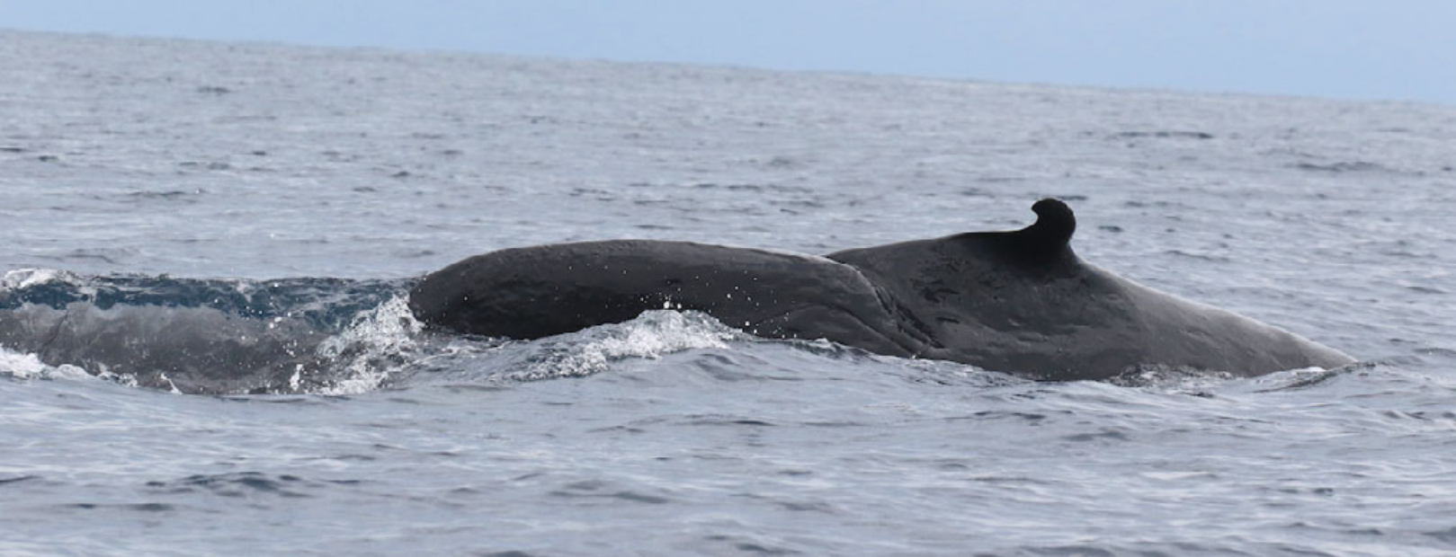 Rorcual del Golfo de México