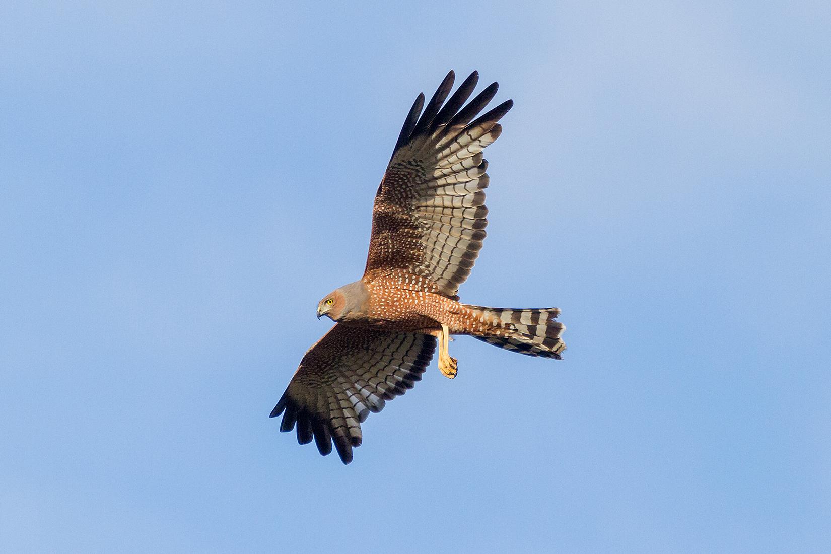 Aguilucho moteado