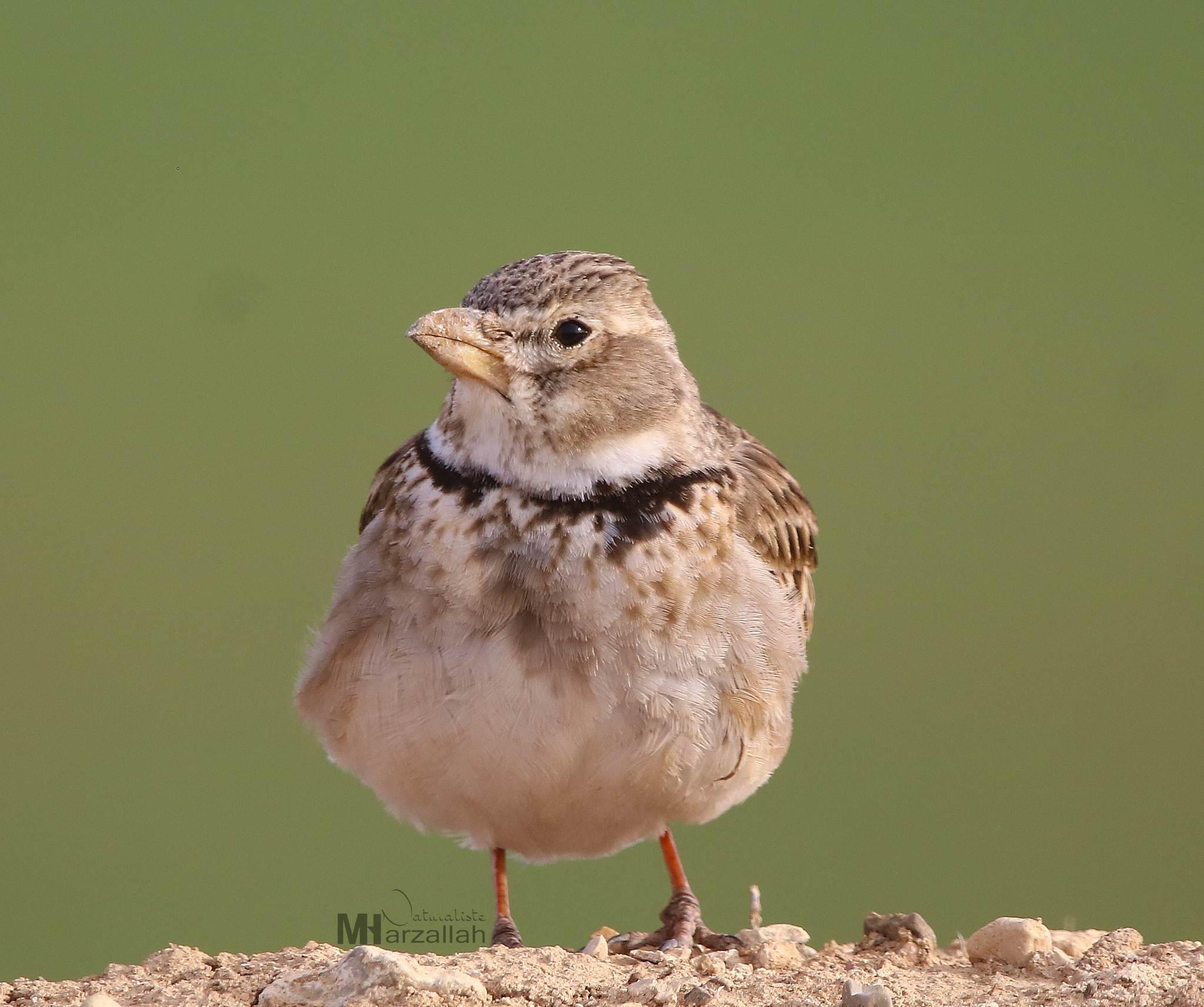 Calandria común