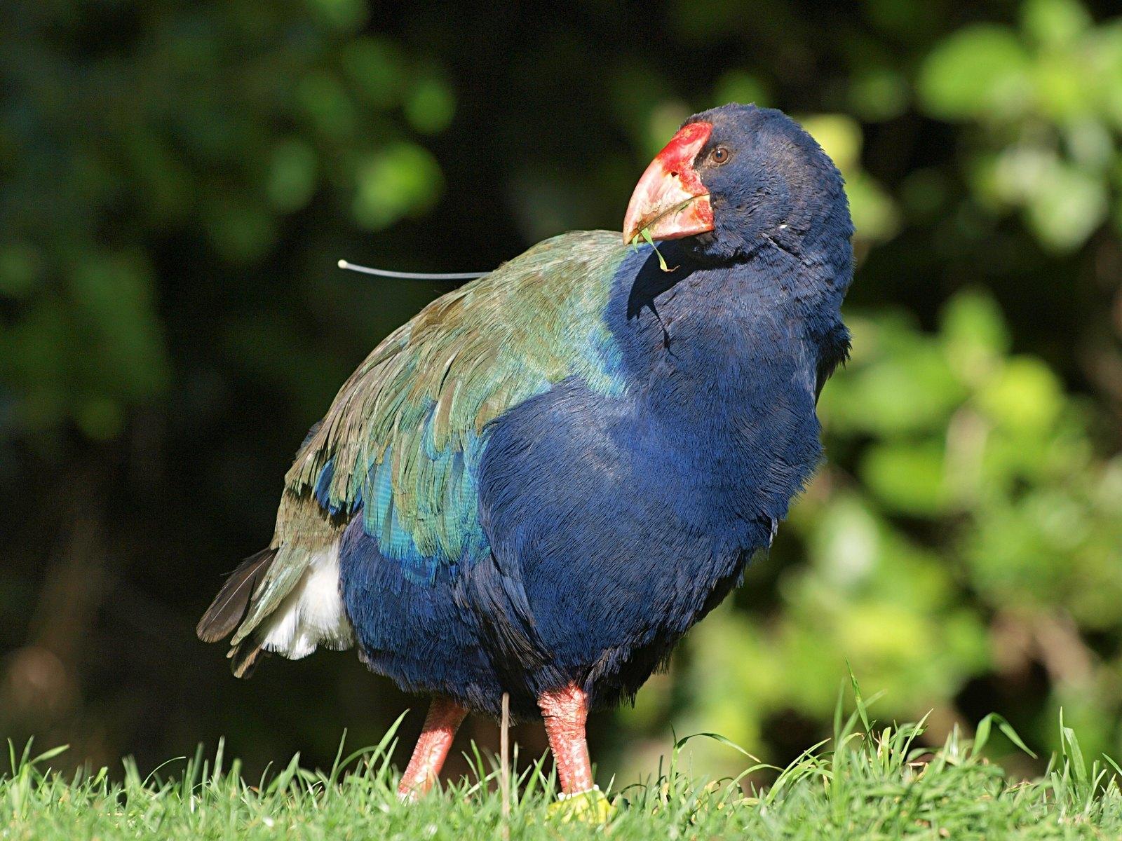 Calamón Takahe
