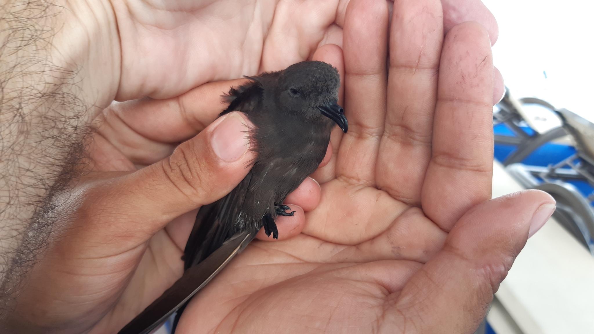 Golondrina de mar peruana