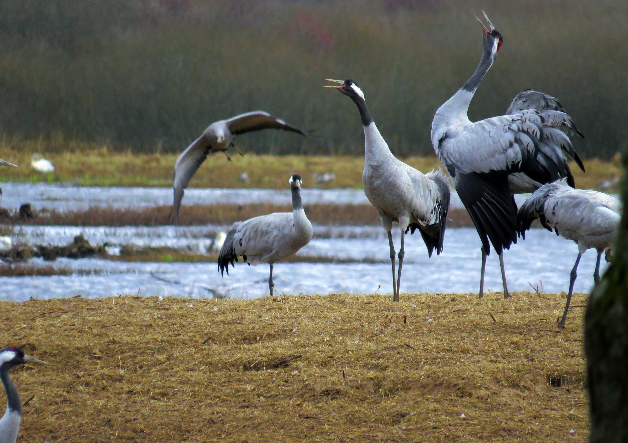 Grulla común