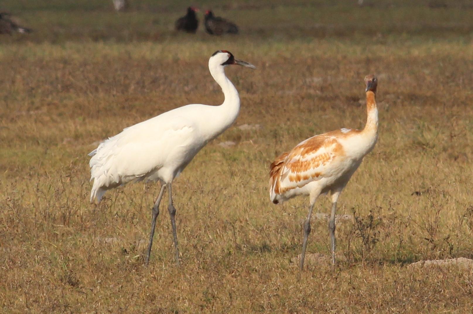 Grulla blanca
