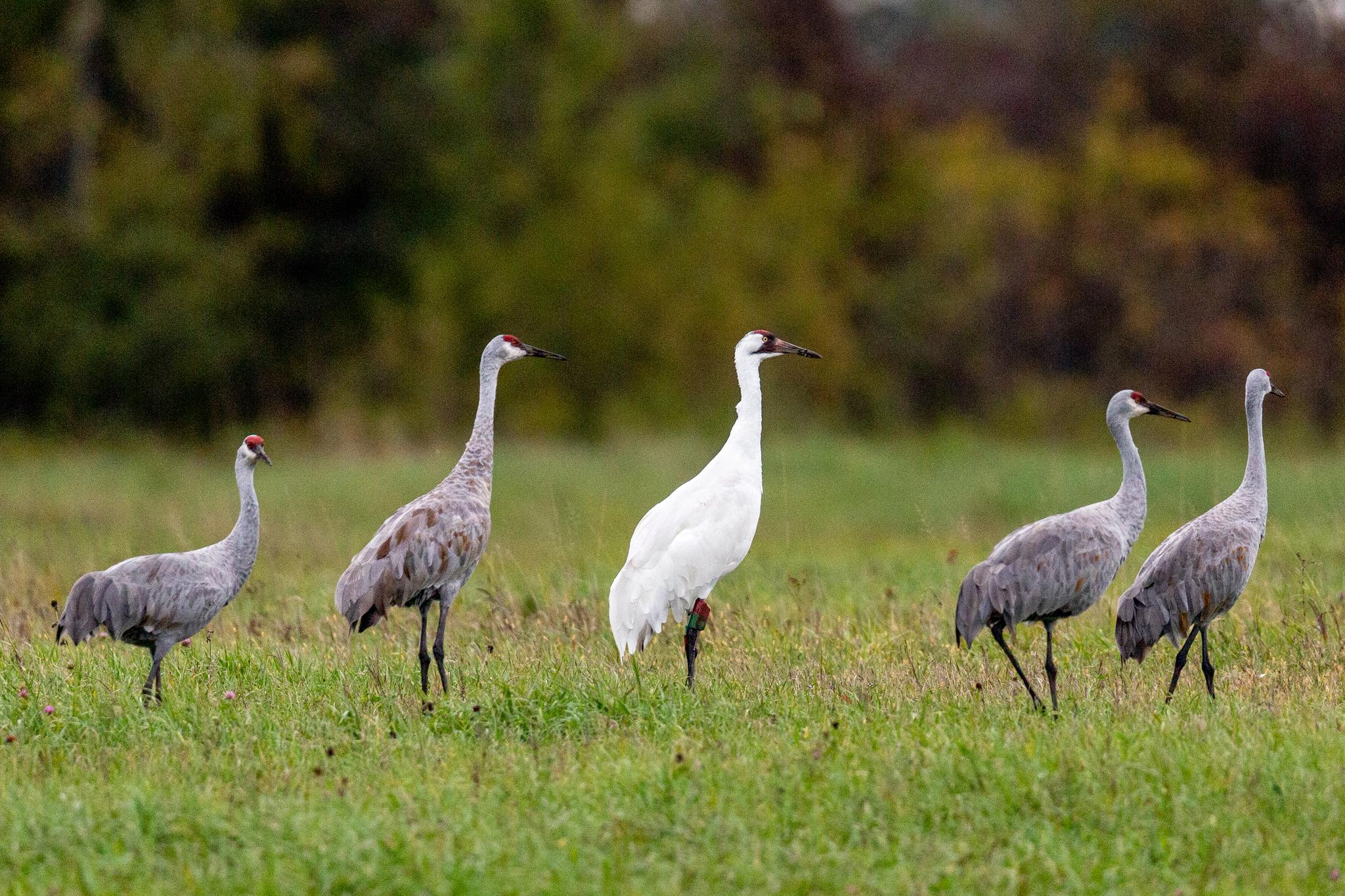 Grulla blanca