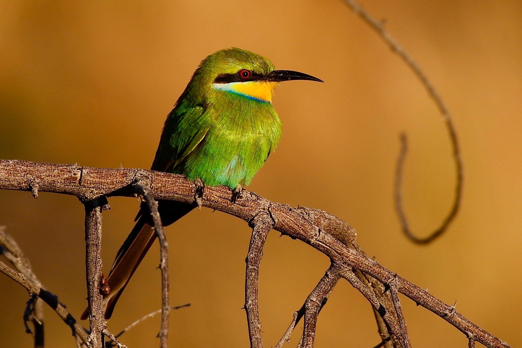 Abejaruco golondrina