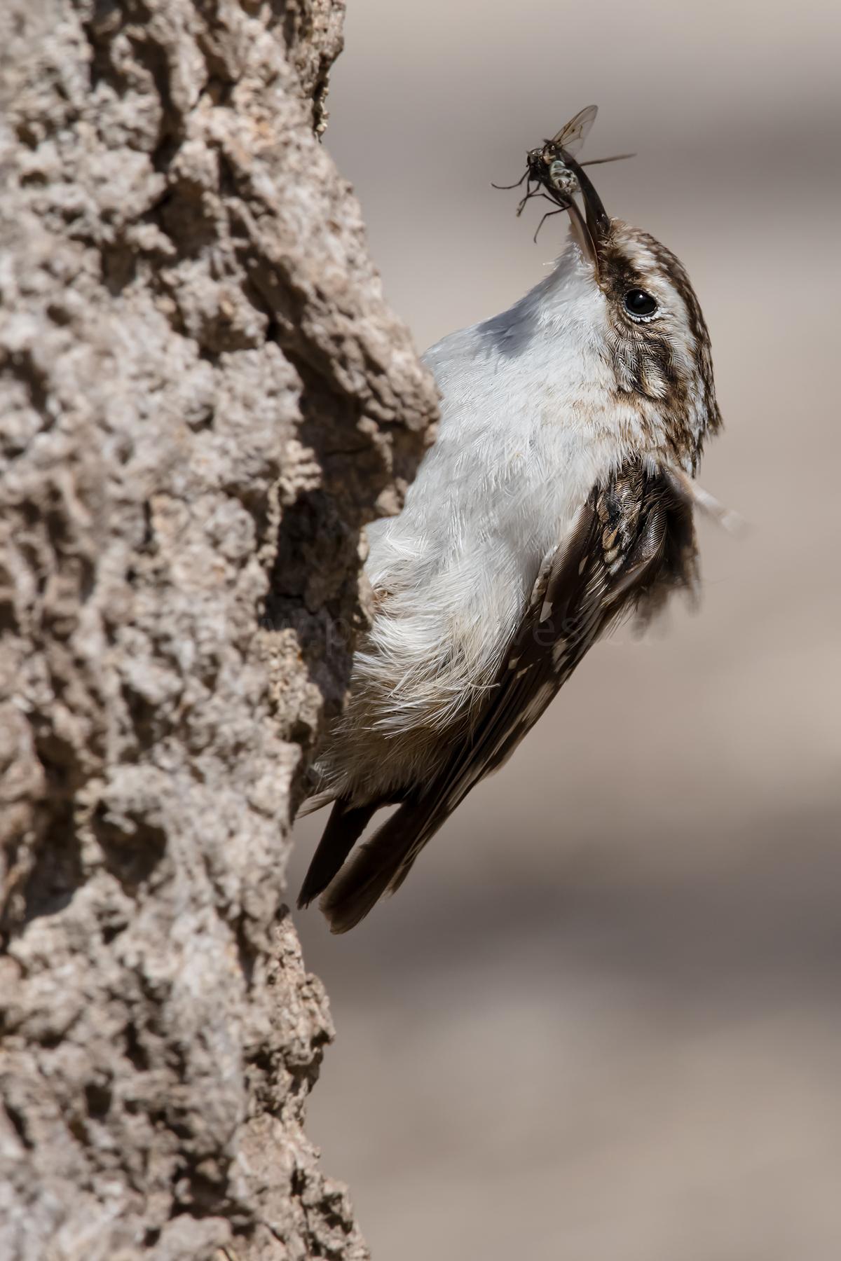 Brown Creeper