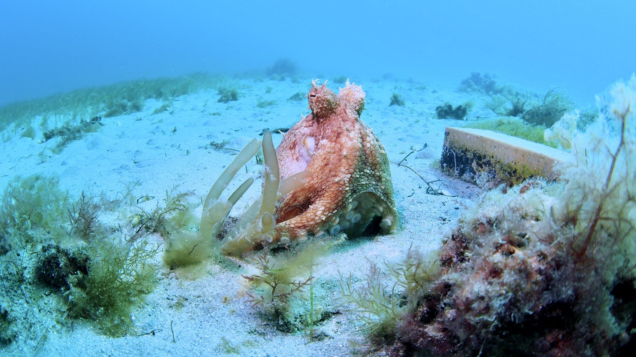 Pulpo pálido