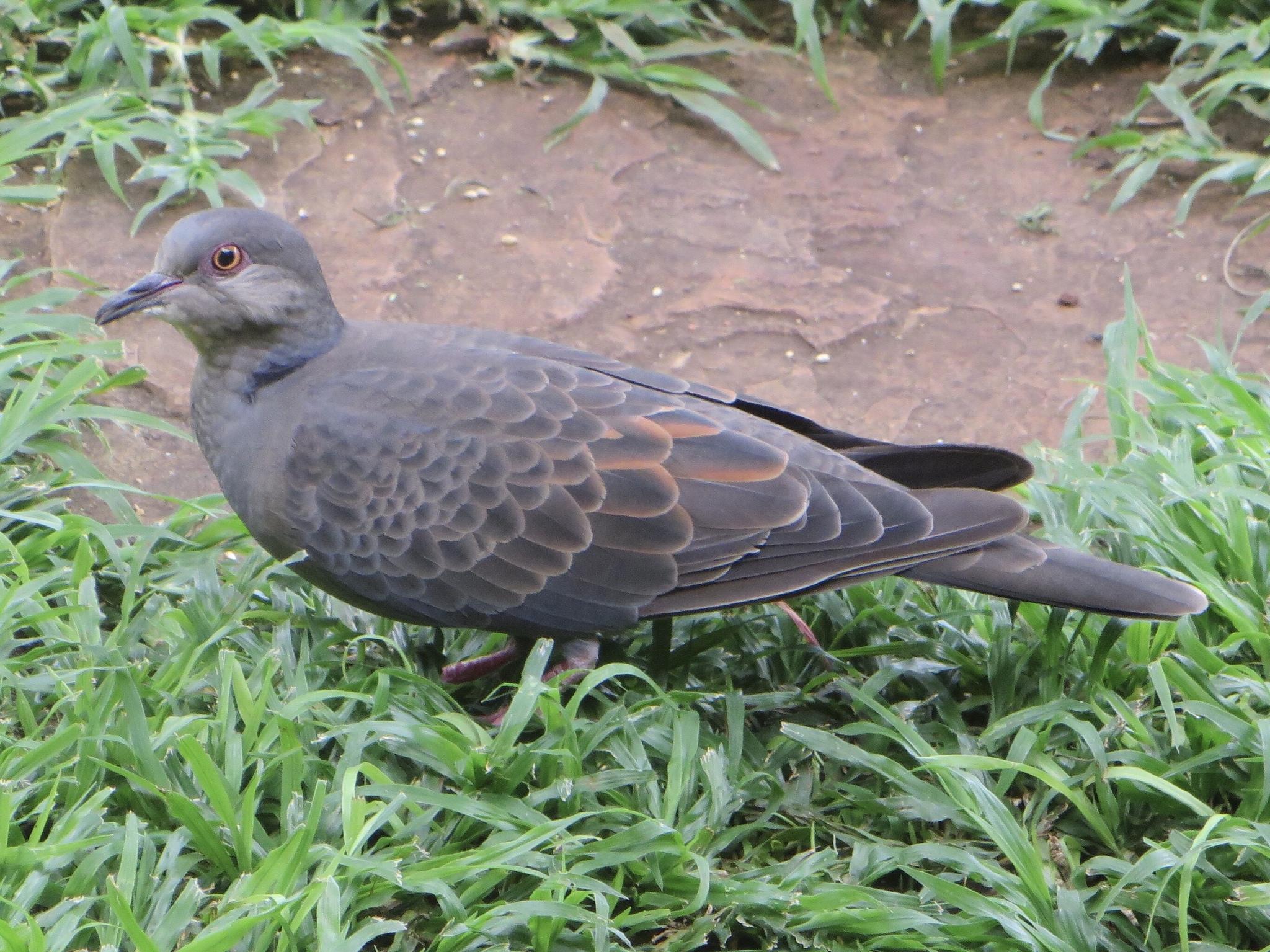 Dusky Turtle-Dove