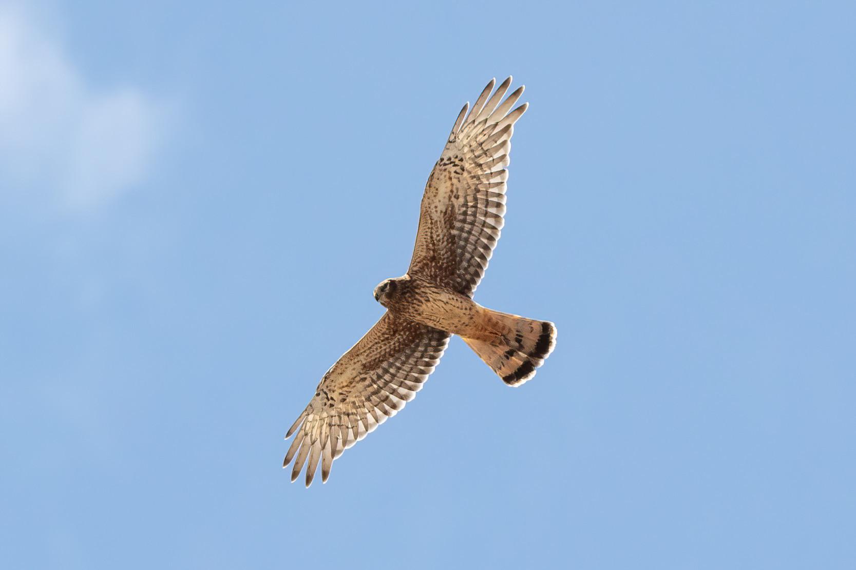 Aguilucho vari