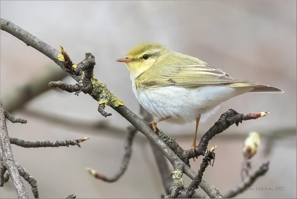 Mosquitero silbador