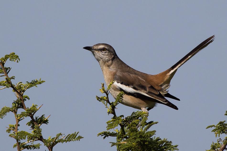 White-banded Mockingbird