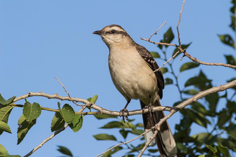 Chalk-browed Mockingbird
