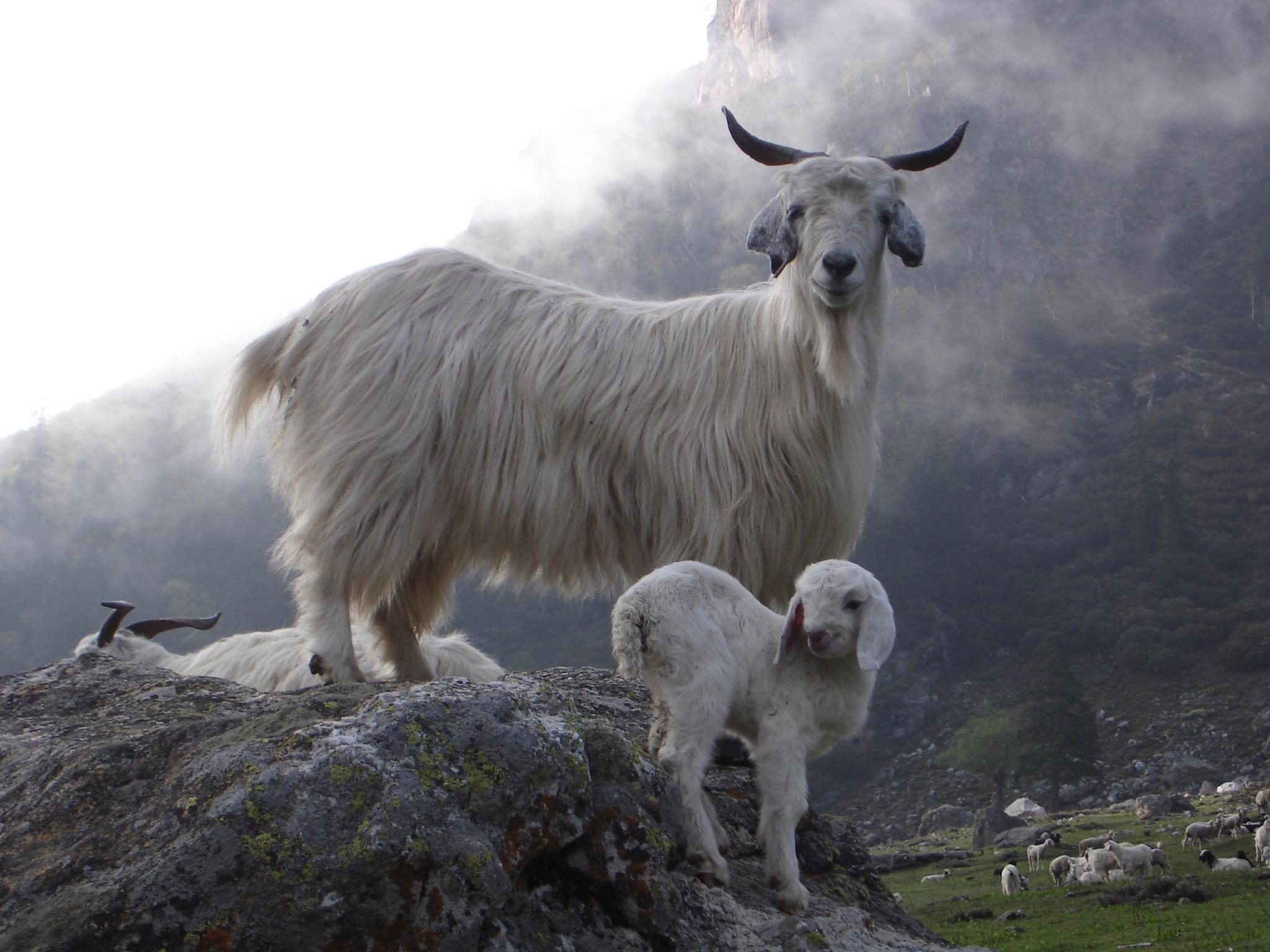 Cabras