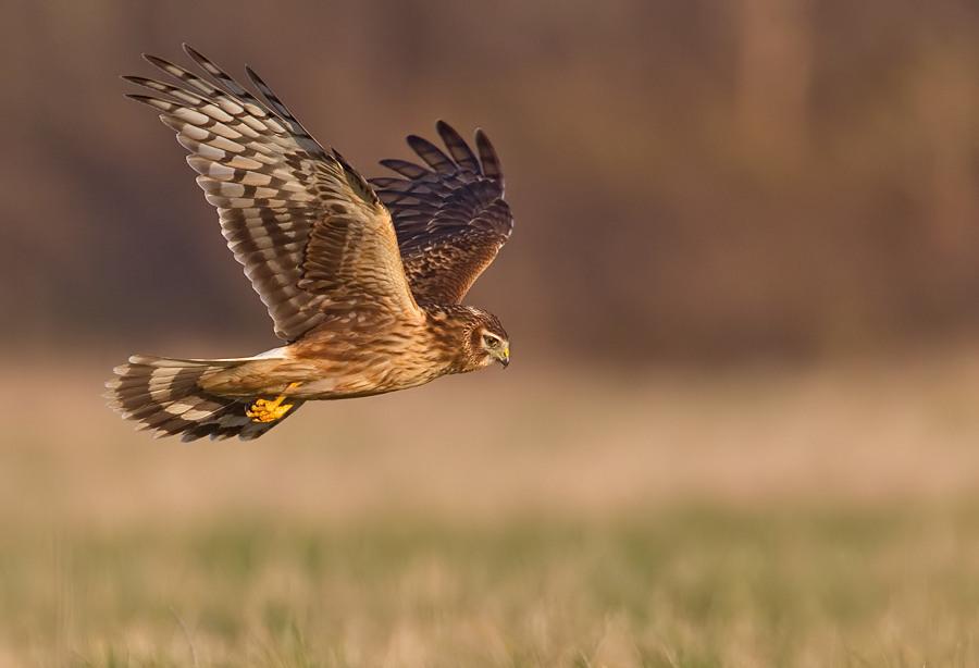 Aguilucho pálido