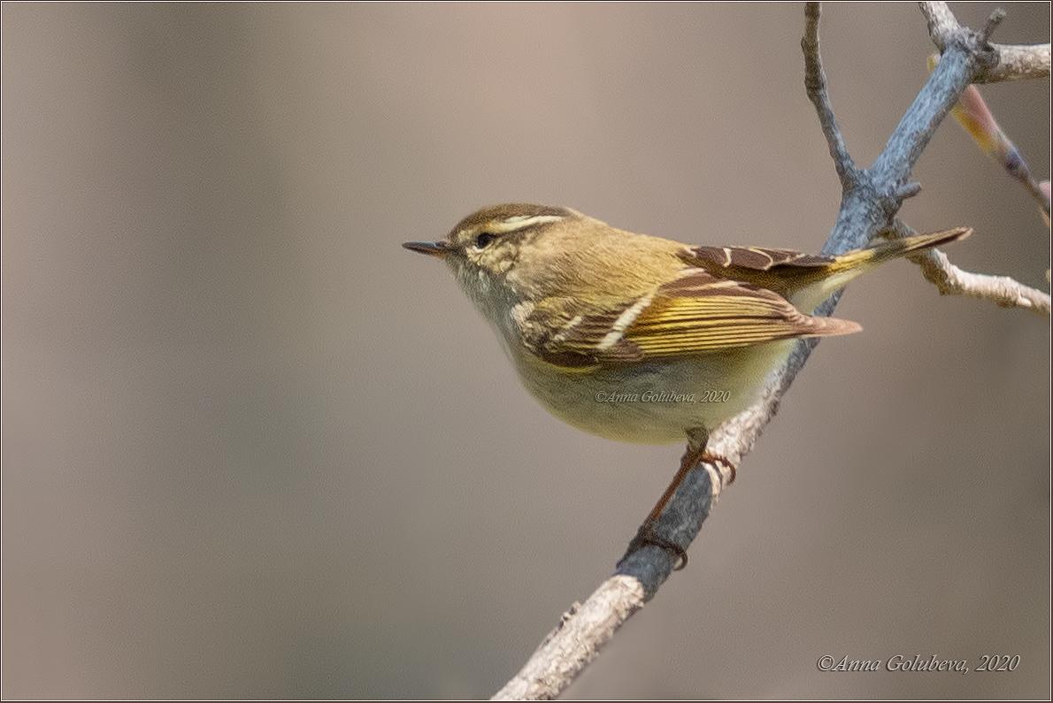 Mosquitero Cejas Amarillas