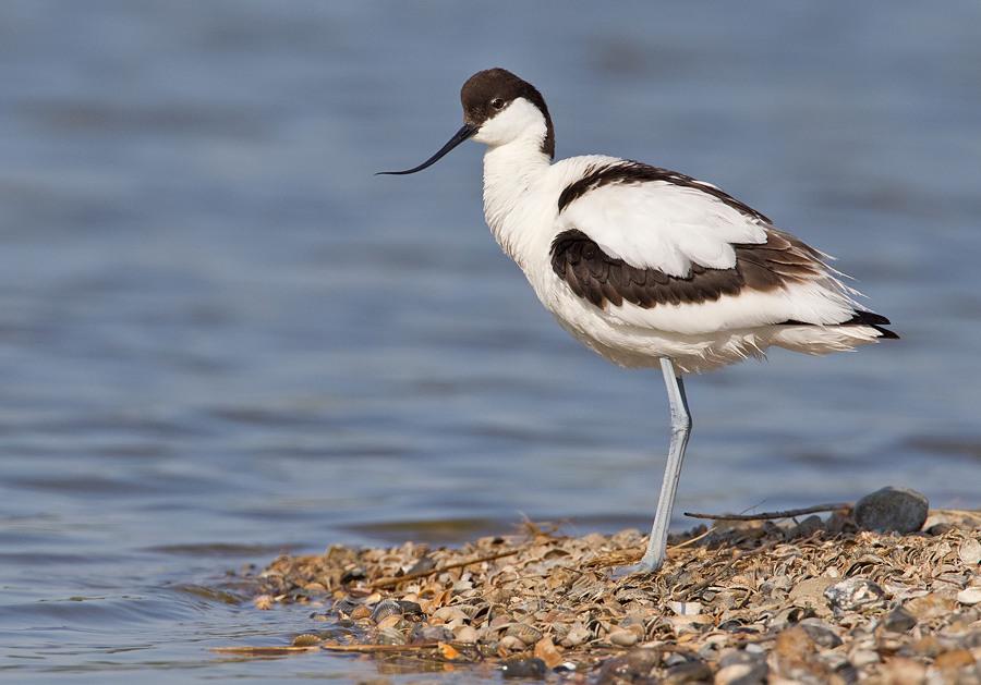 Avoceta Común