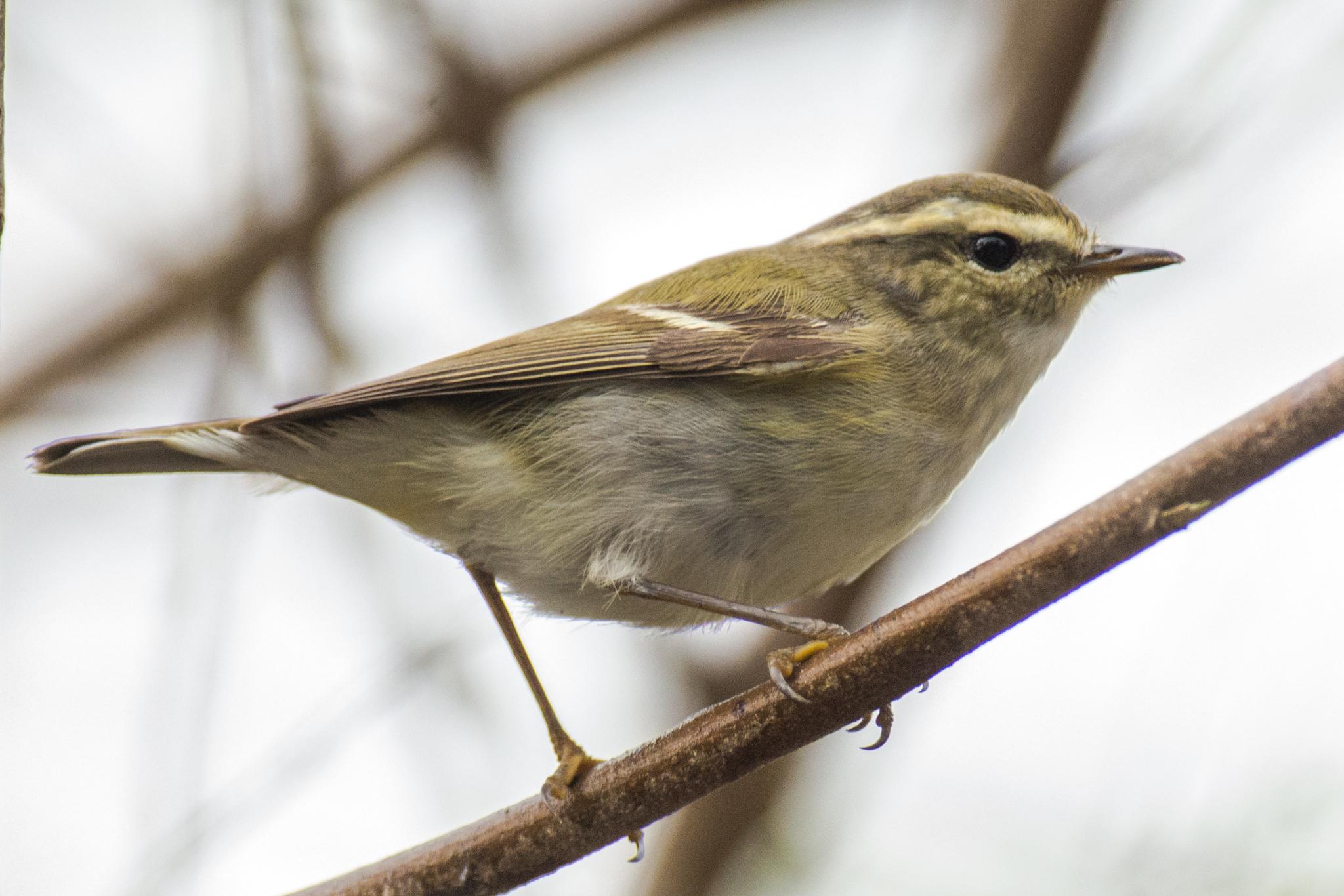 mosquitero de Hume