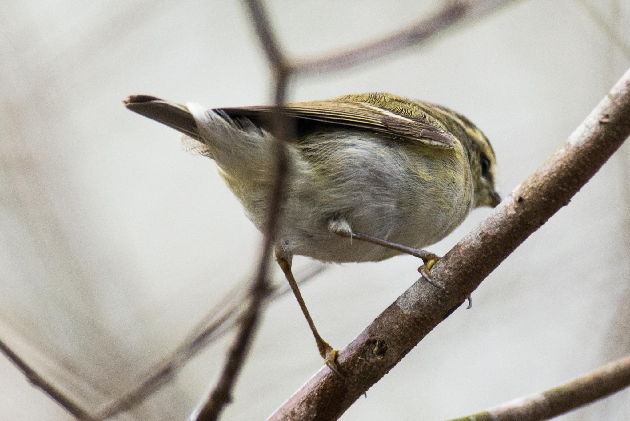 mosquitero de Hume