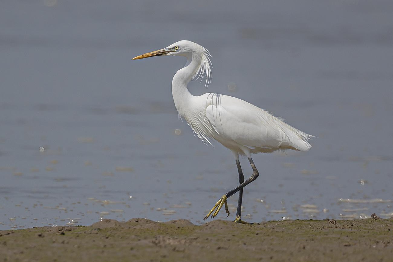 Chinese Egret