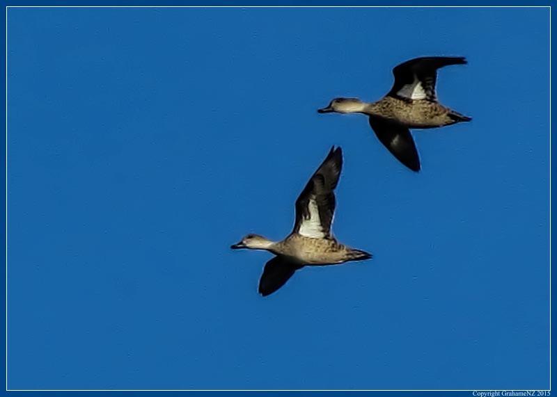 Grey Teal