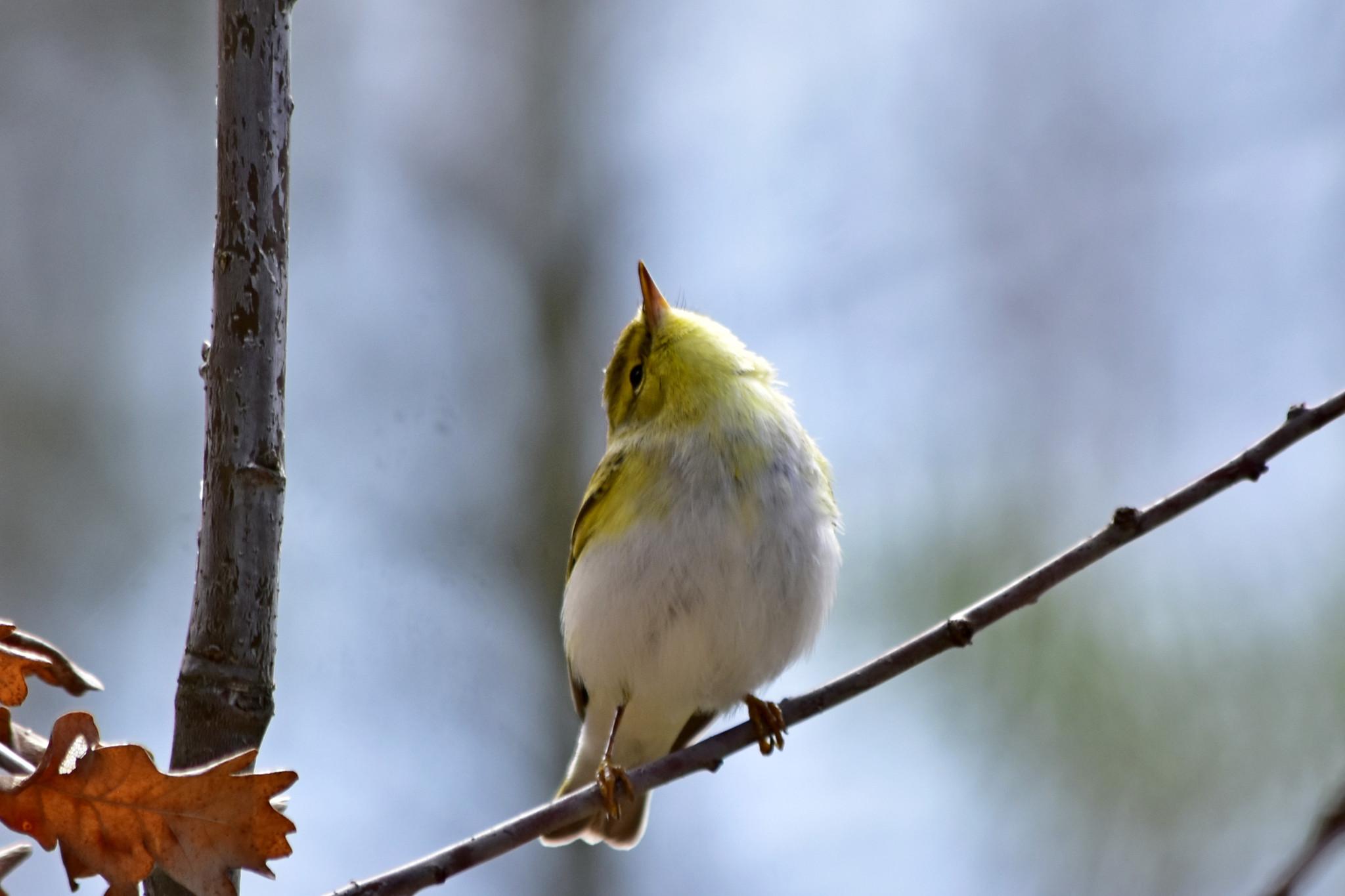 Mosquitero silbador