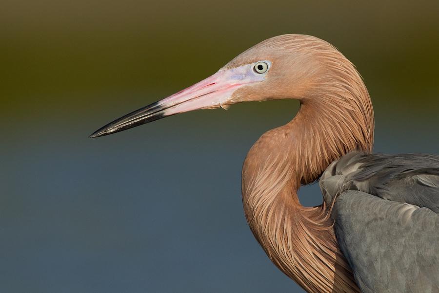 Reddish Egret