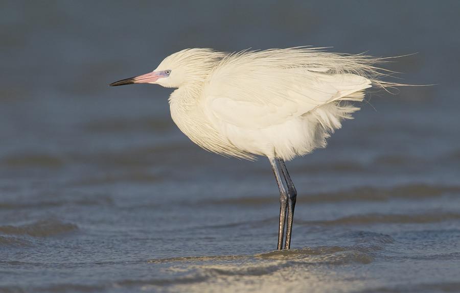 Reddish Egret