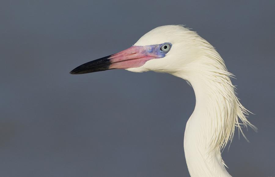 Reddish Egret