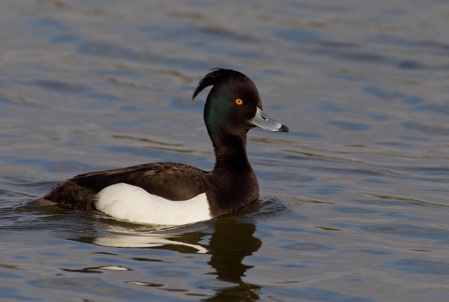 Pato de copete