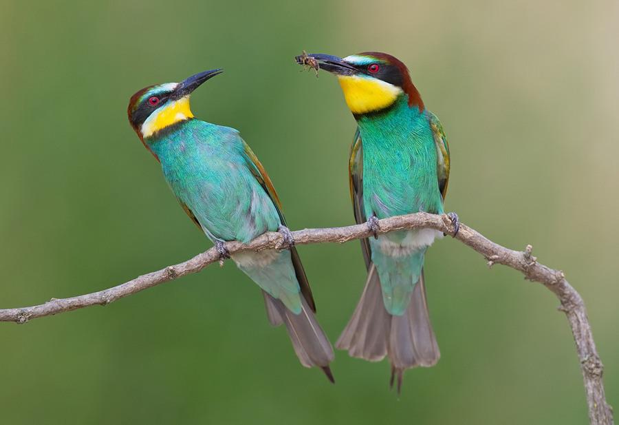 Abejaruco Europeo