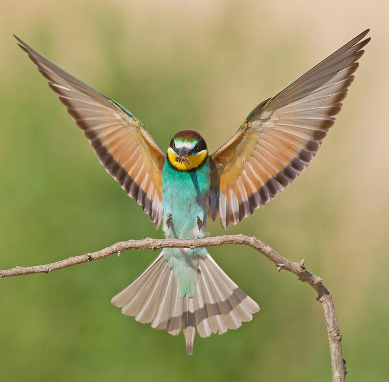 Abejaruco Europeo