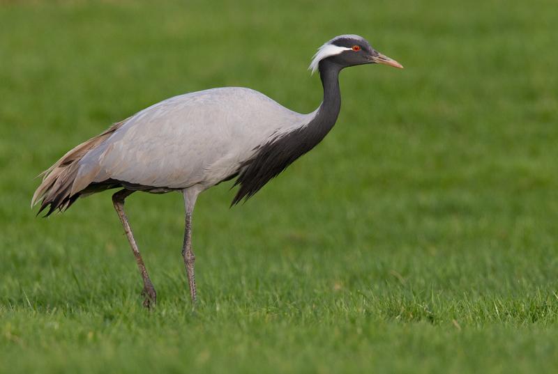 Grulla damisela