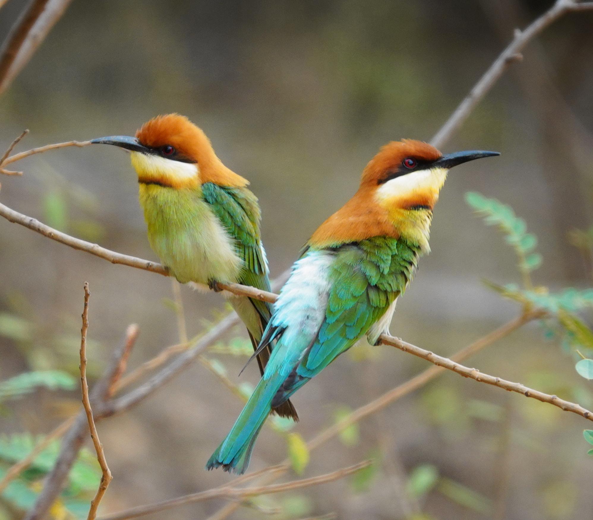 Abejaruco Cabecirrufo