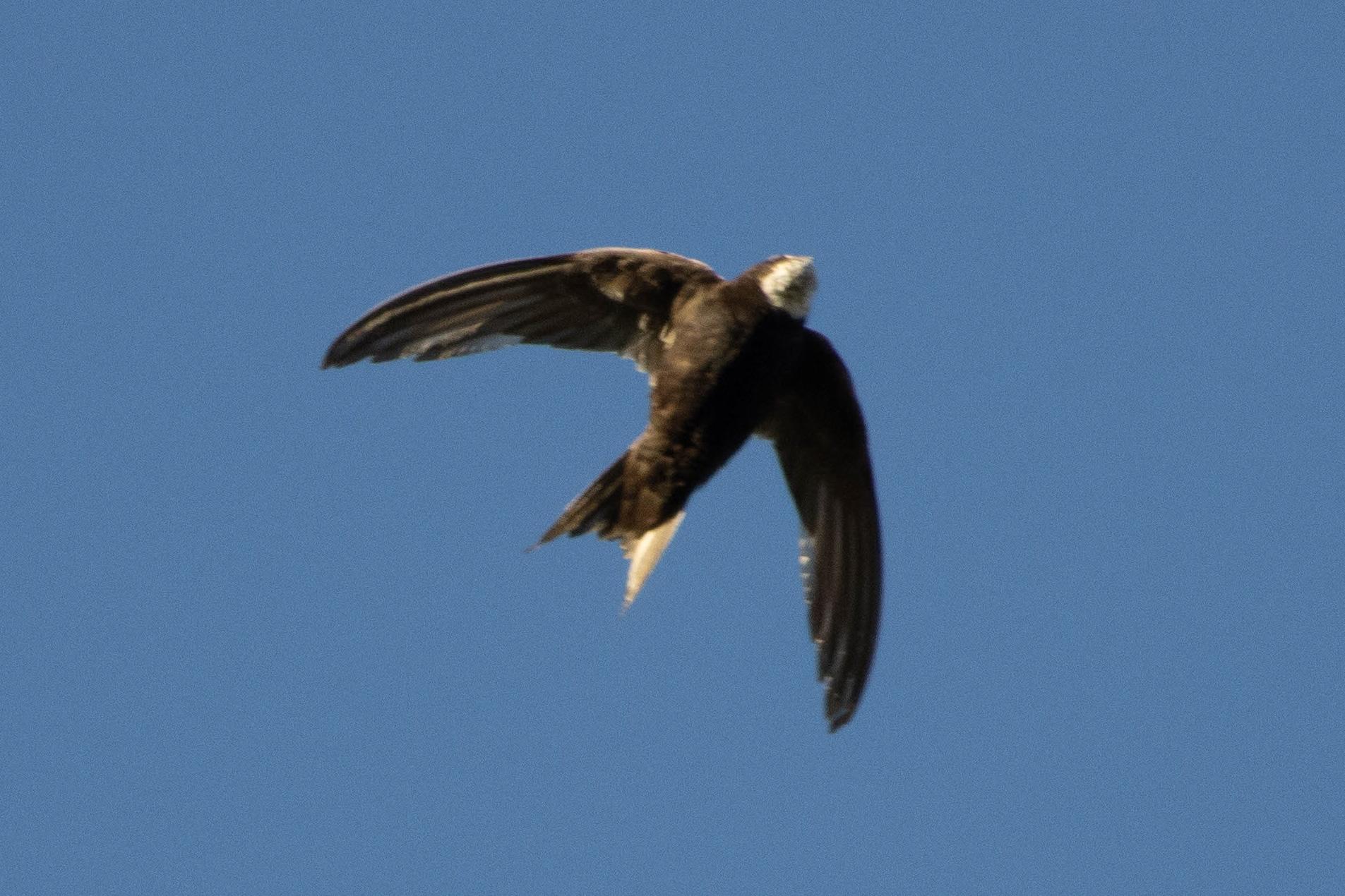 Vencejo Horus