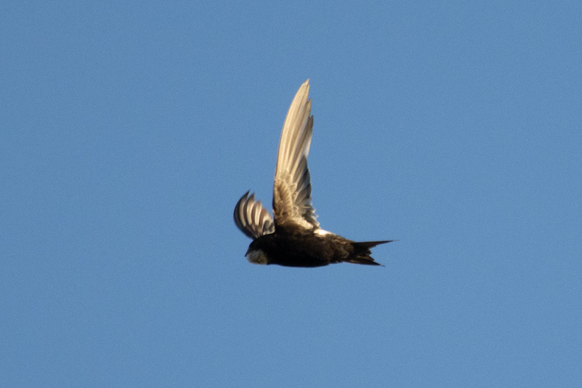 Vencejo Horus