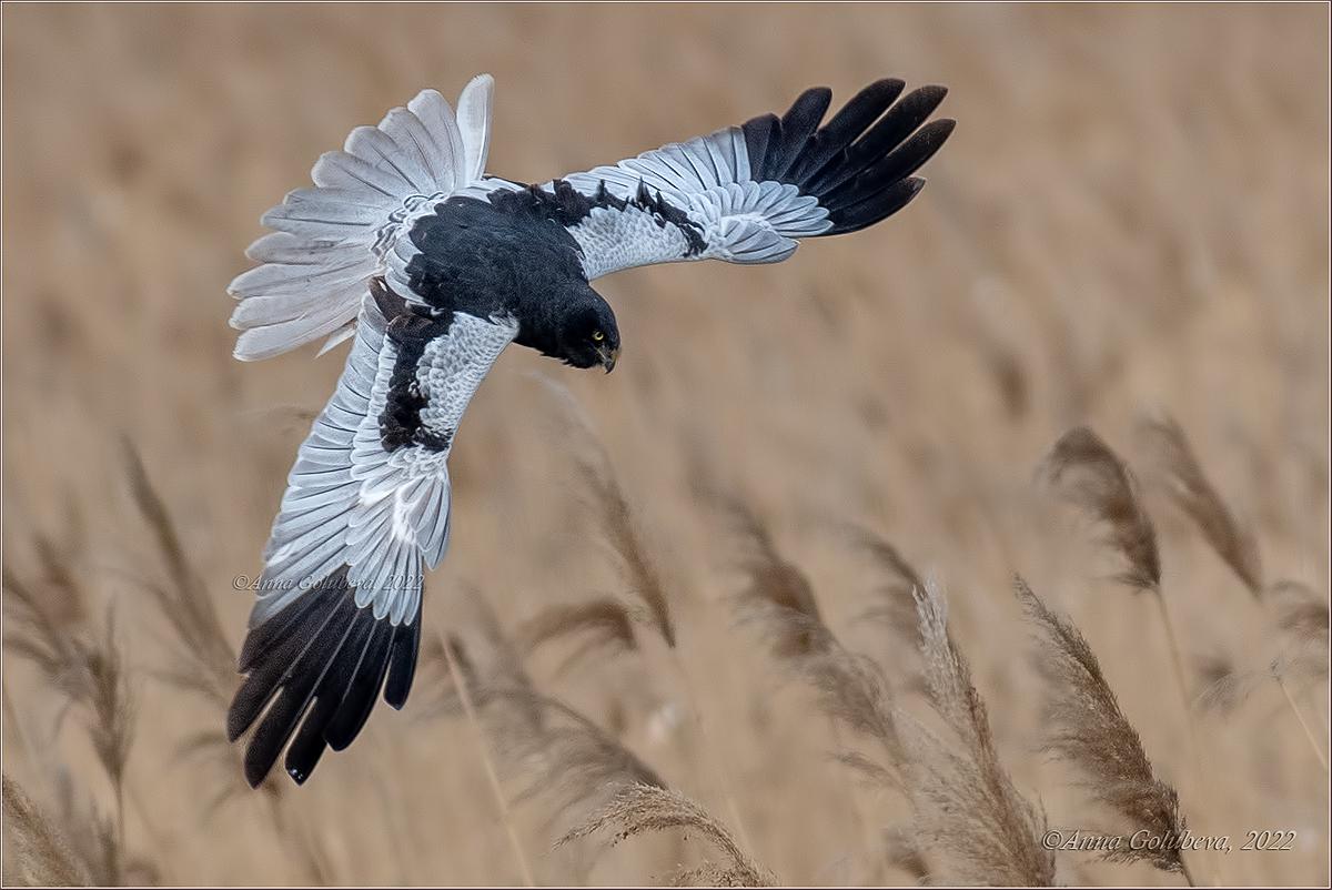Aguilucho pío