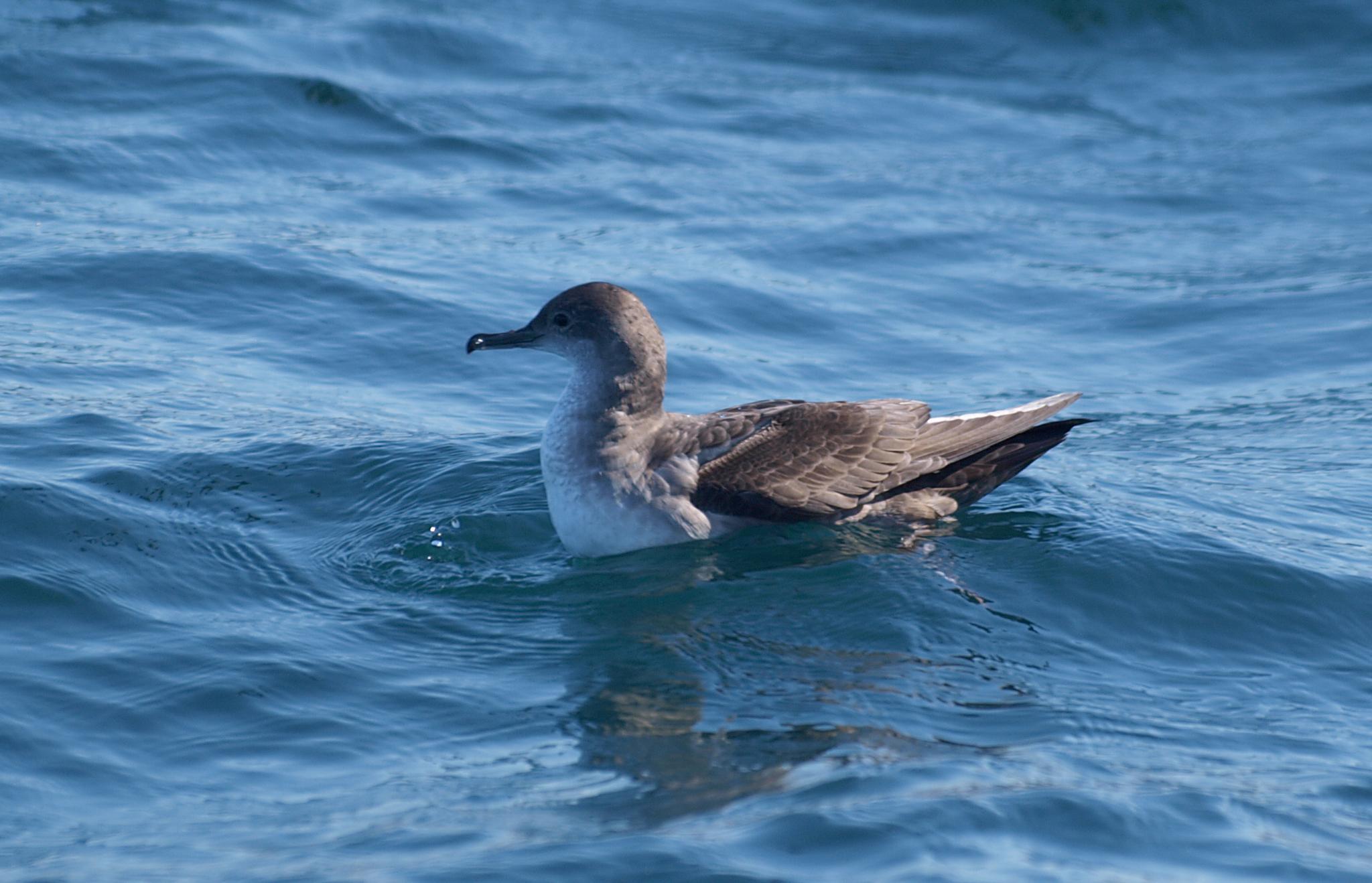 Pardela mediterránea