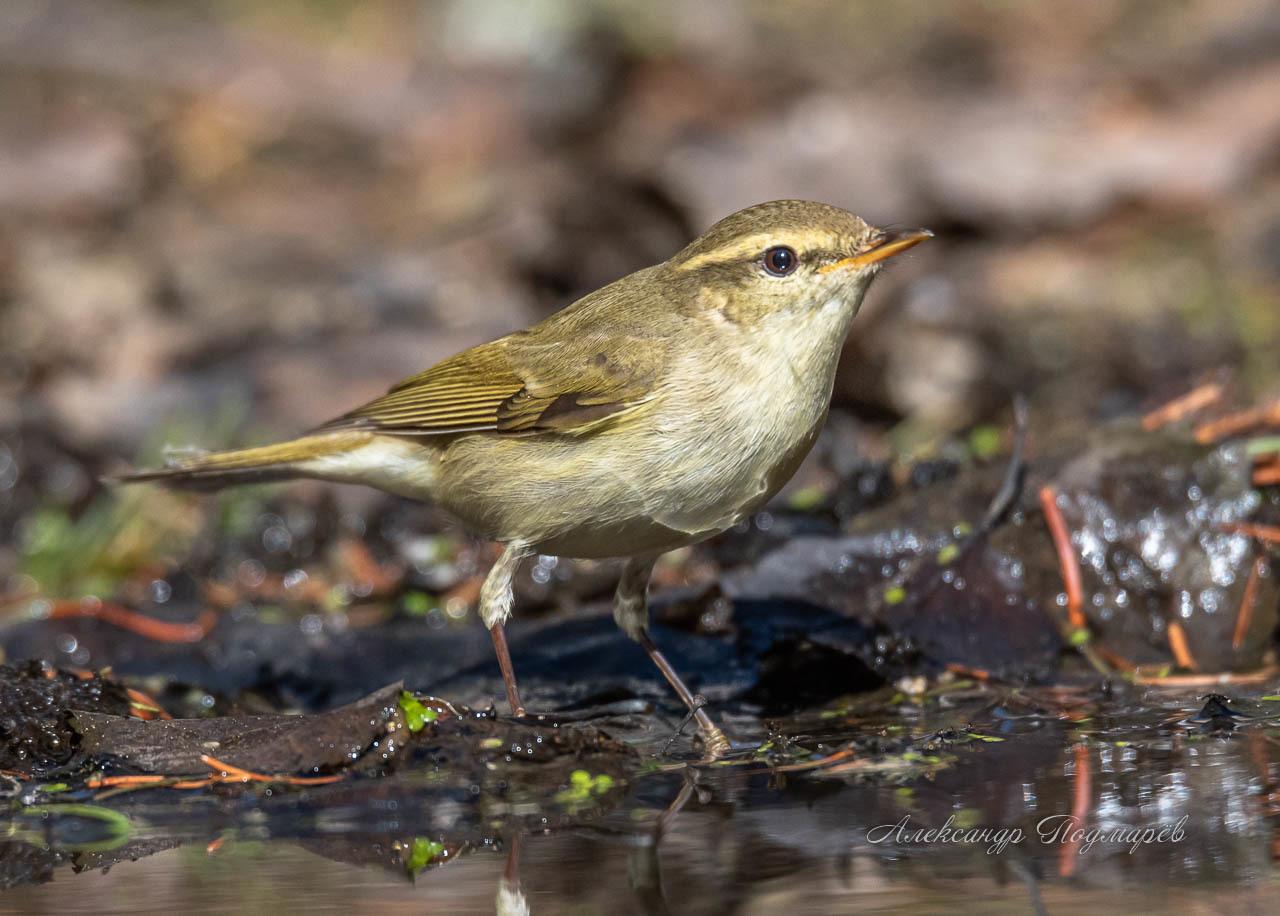 Mosquitero Verdoso