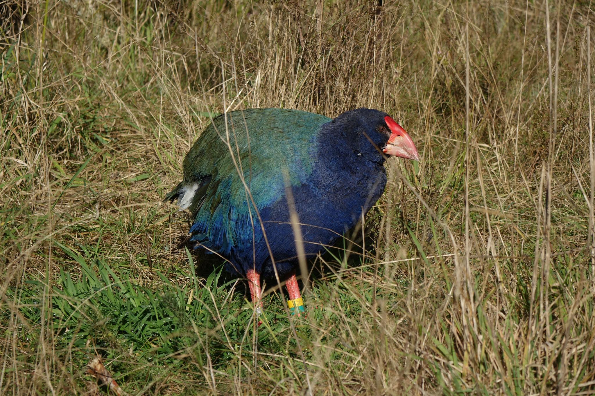 Calamón Takahe