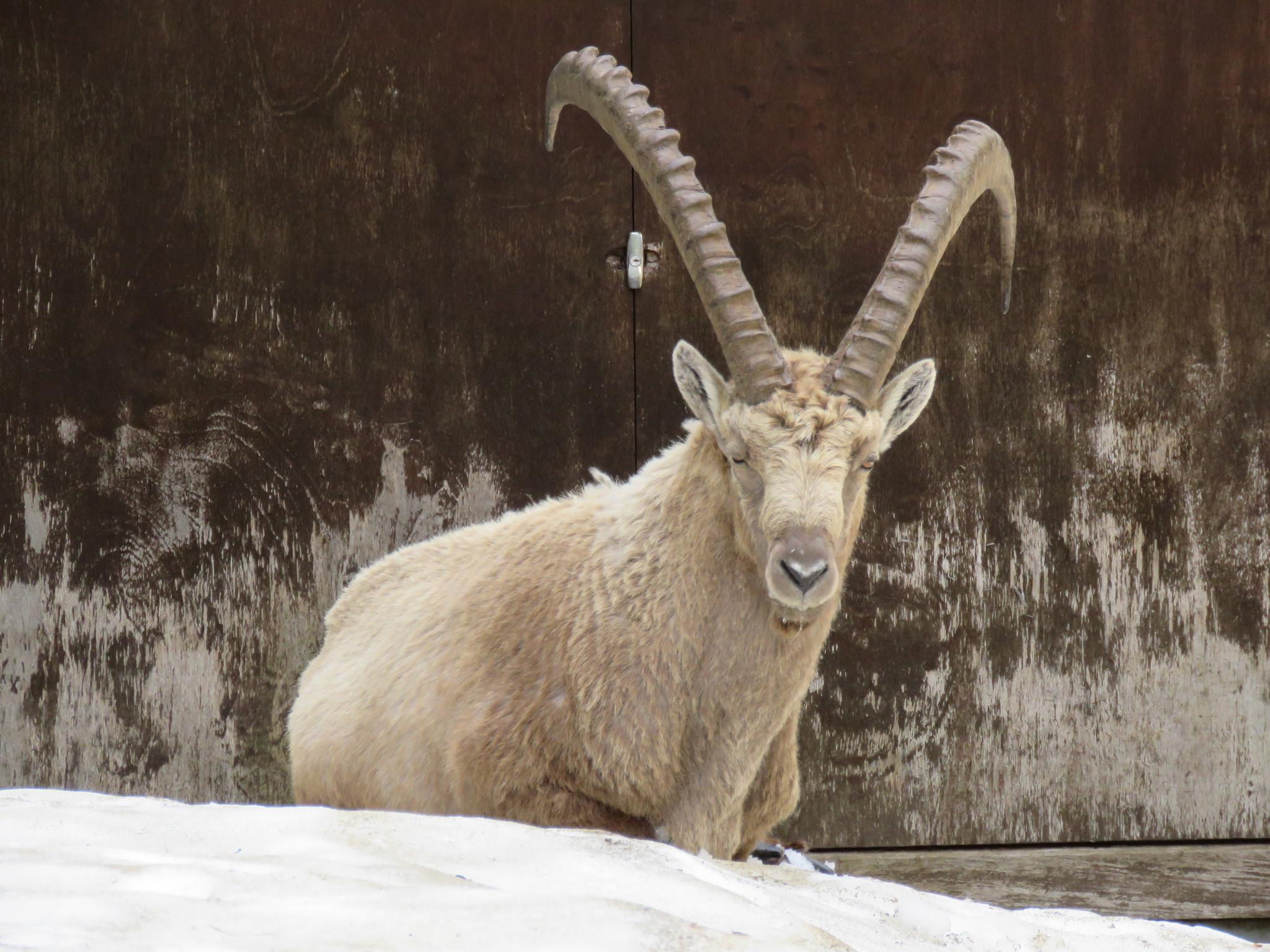 Cabras y Ovejas
