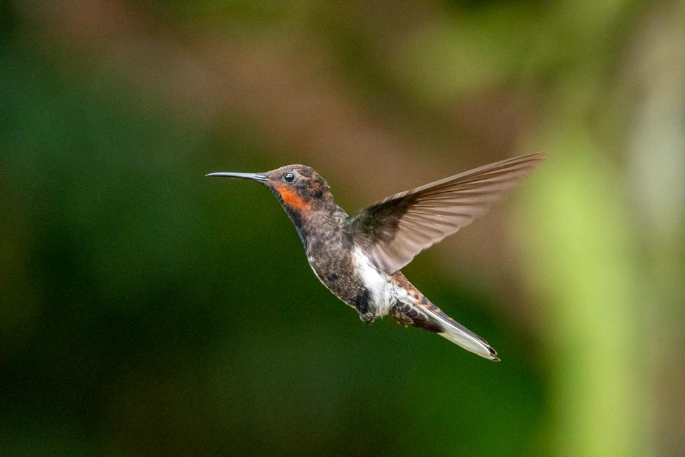Black Jacobin