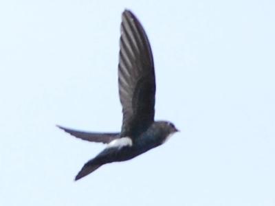 Vencejo oriental