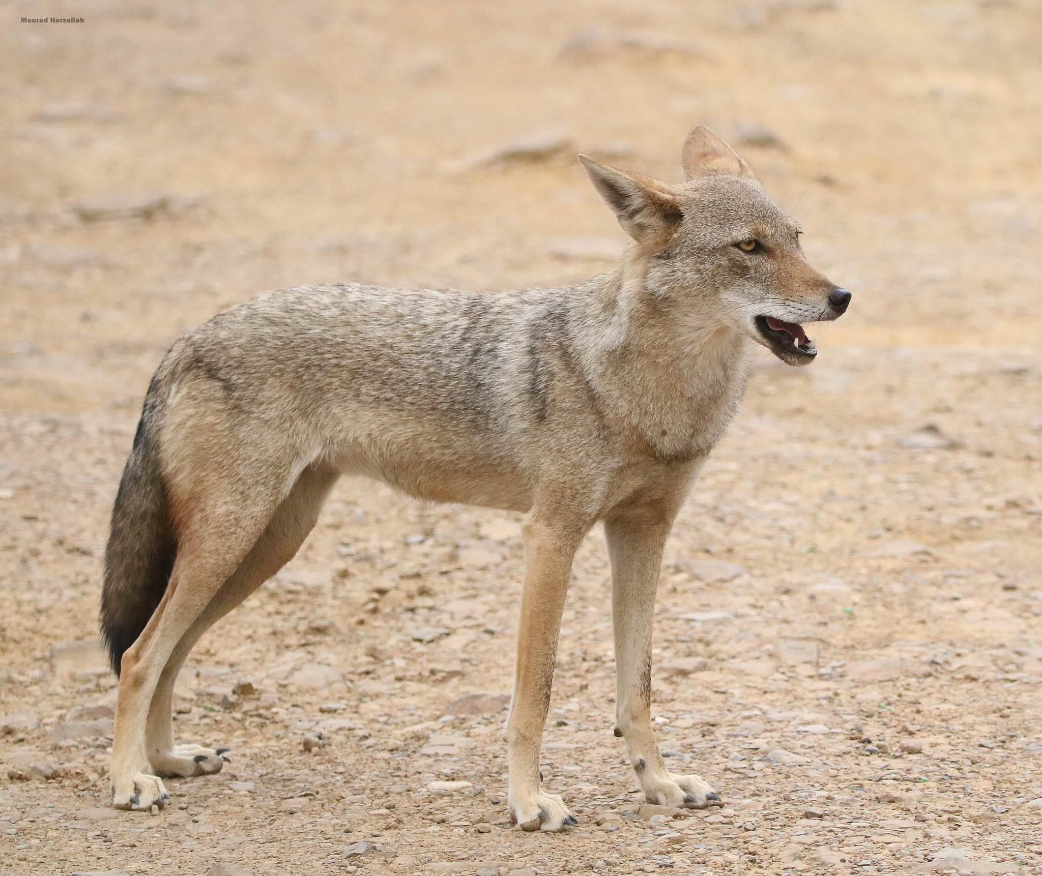 Chacal gris