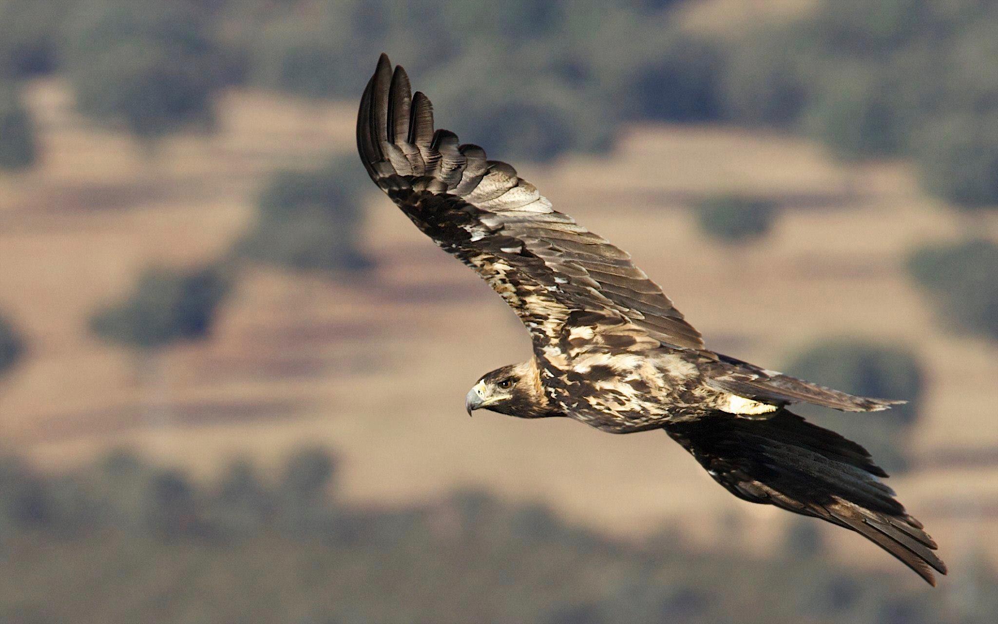 Aguila imperial Ibérica
