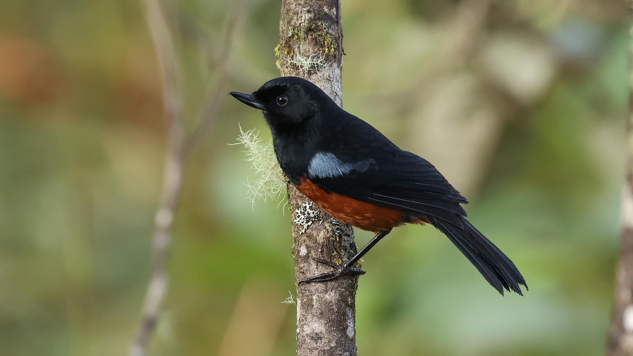 Chestnut-bellied Flowerpiercer