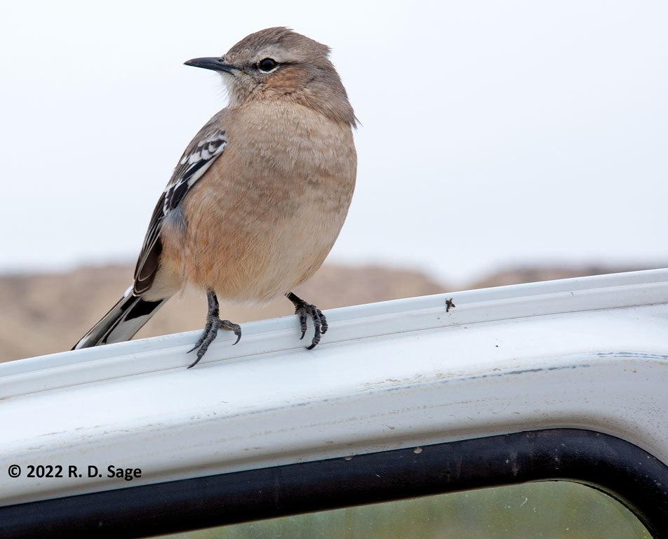Patagonian Mockingbird