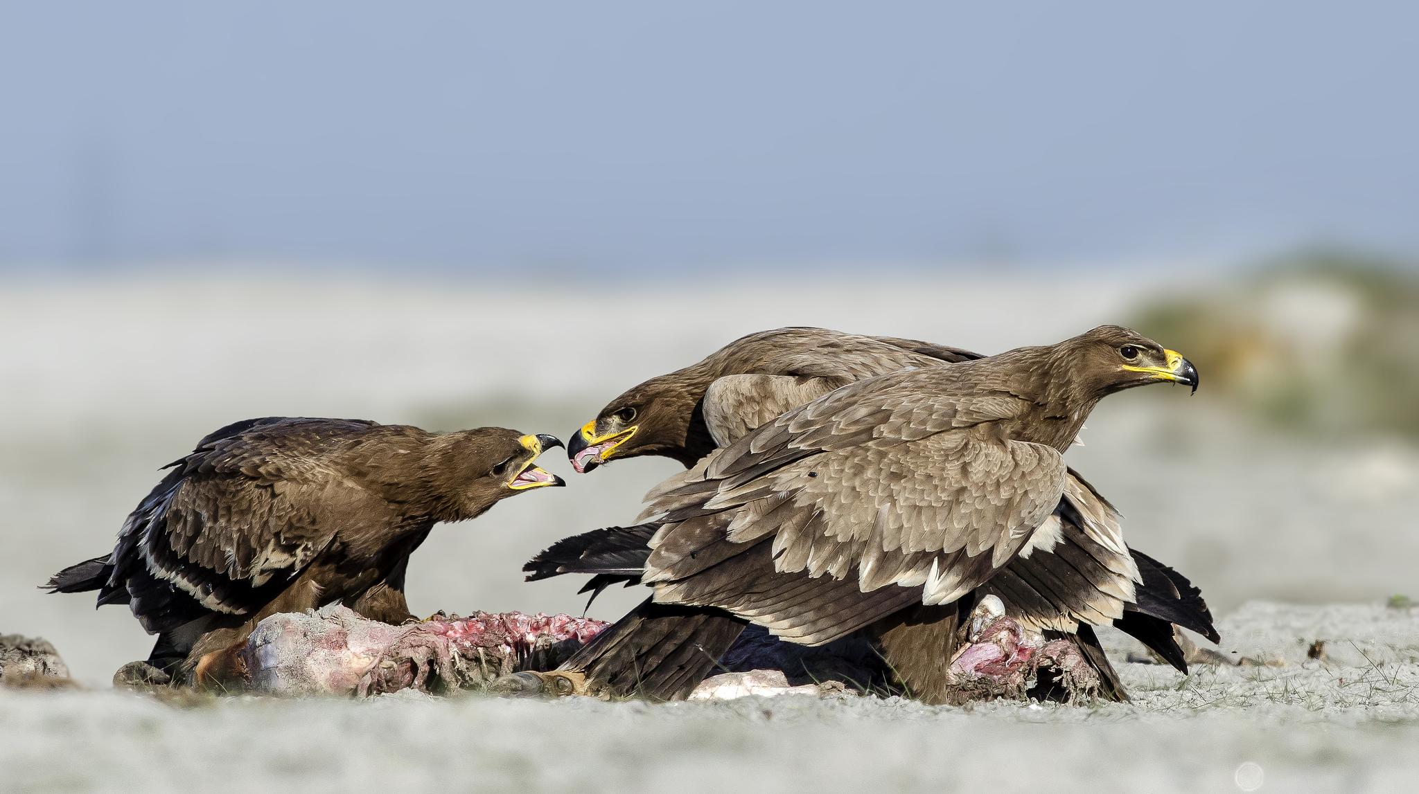 Águila esteparia