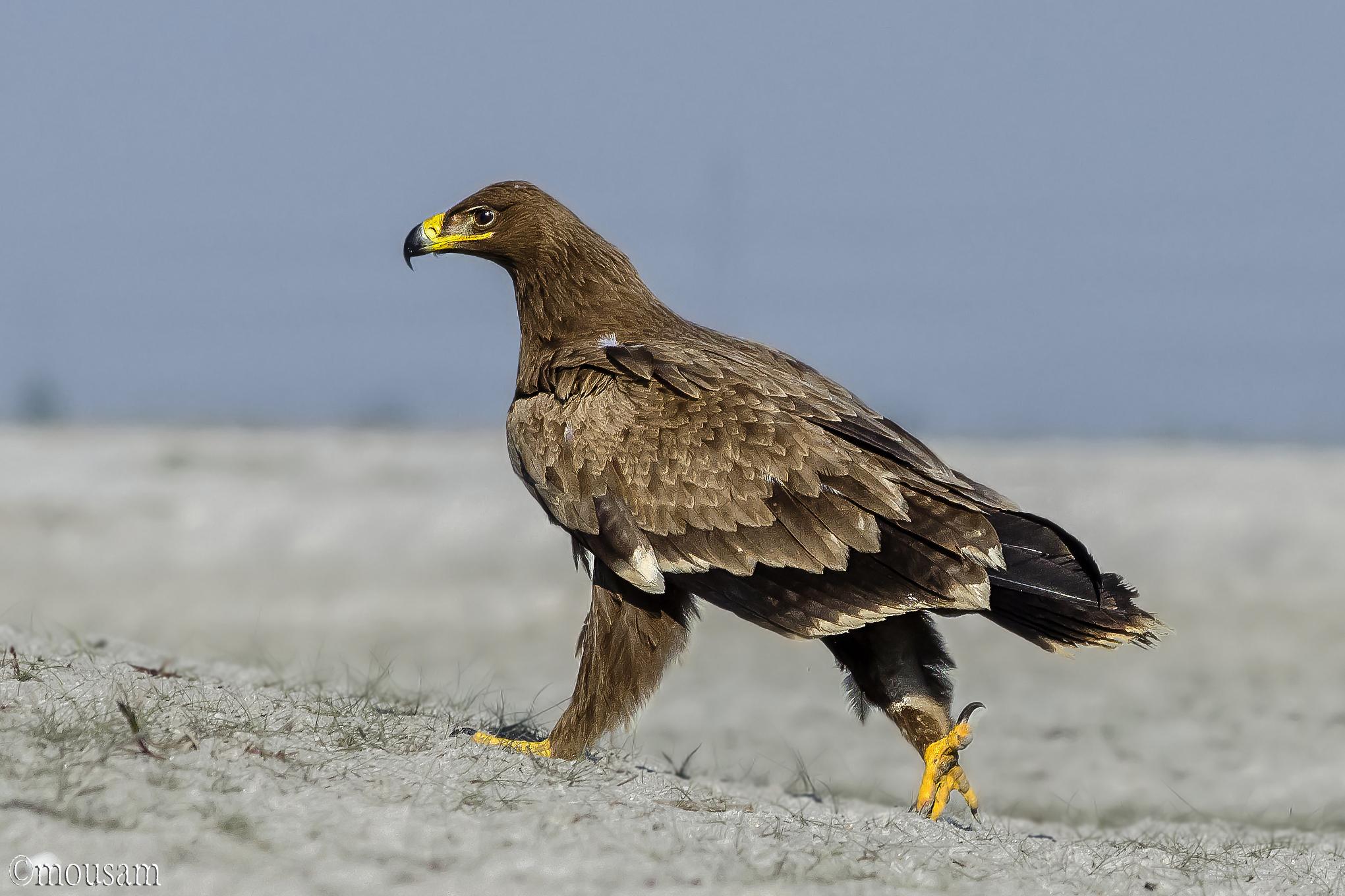 Águila esteparia
