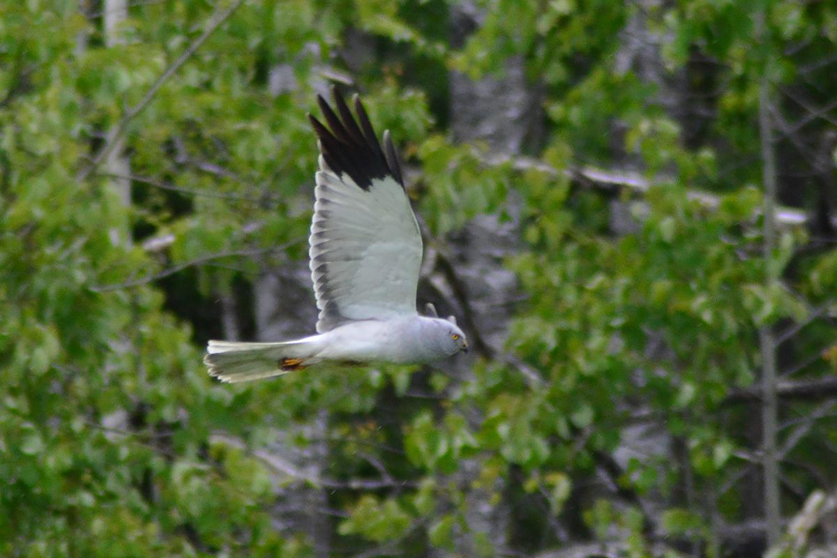 Aguilucho pálido